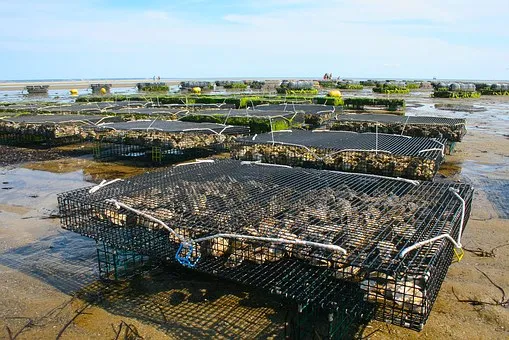 Rubrik_Wasser_Meere_c__pixabay-aquakultur-oyster-farm-1404177__340